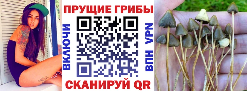 Купить закладки Королёв Галлюциногенные грибы Magic Shrooms